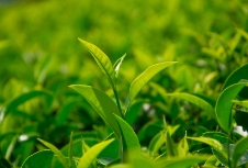 茶葉品牌應(yīng)該如何策劃才能吸引消費(fèi)者呢？